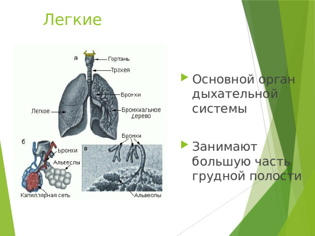 Легкие Основной орган дыхательной системы Занимают большую часть грудной полости 