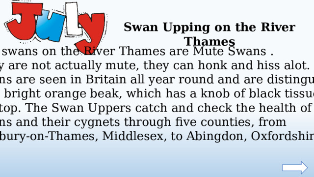 Swan Upping on the River Thames The swans on the River Thames are Mute Swans . They are not actually mute, they can honk and hiss alot. Mute swans are seen in Britain all year round and are distinguished by a bright orange beak, which has a knob of black tissue on the top. The Swan Uppers catch and check the health of the swans and their cygnets through five counties, from Sunbury-on-Thames, Middlesex, to Abingdon, Oxfordshire.  