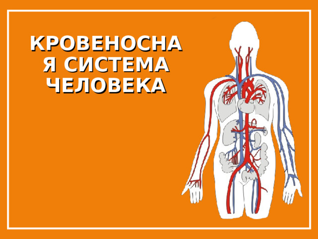 КРОВЕНОСНАЯ СИСТЕМА ЧЕЛОВЕКА 