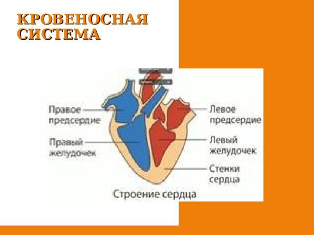 КРОВЕНОСНАЯ СИСТЕМА 