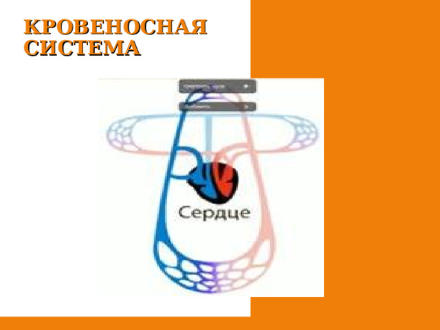 КРОВЕНОСНАЯ СИСТЕМА 