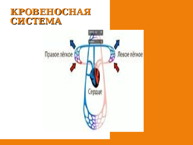 КРОВЕНОСНАЯ СИСТЕМА 