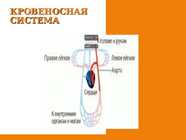 КРОВЕНОСНАЯ СИСТЕМА 