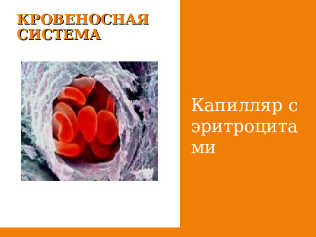 КРОВЕНОСНАЯ СИСТЕМА Ка­пил­ляр с эрит­ро­ци­та­ми 