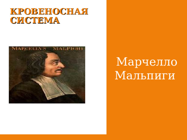 Мар­чел­ло Маль­пи­ги КРОВЕНОСНАЯ СИСТЕМА 