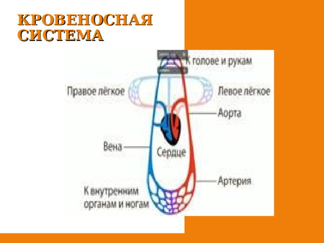 КРОВЕНОСНАЯ СИСТЕМА 