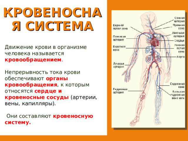 КРОВЕНОСНАЯ СИСТЕМА Движение крови в организме человека называется кровообращением . Непрерывность тока крови обеспечивают органы кровообращения , к которым относятся сердце и кровеносные сосуды (артерии, вены, капилляры).  Они составляют кровеносную систему.  