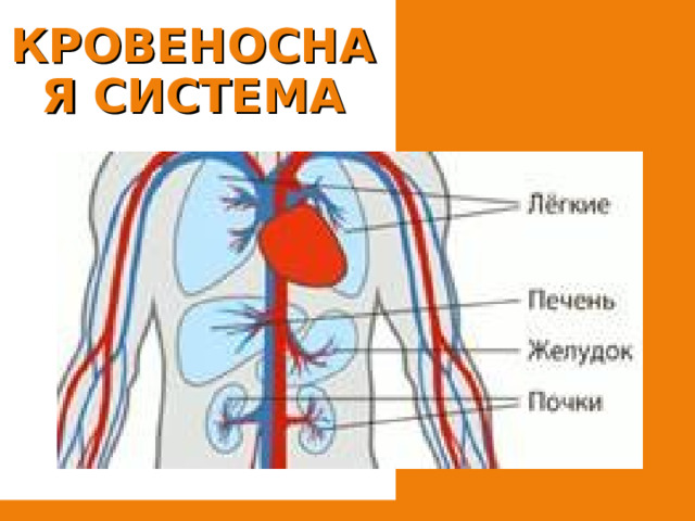 КРОВЕНОСНАЯ СИСТЕМА 