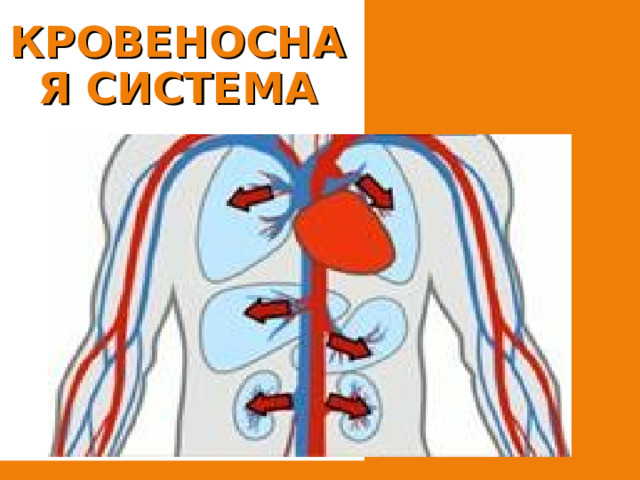 КРОВЕНОСНАЯ СИСТЕМА 