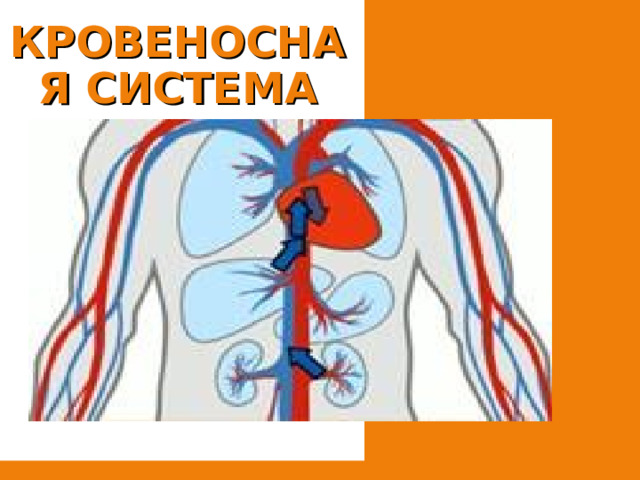 КРОВЕНОСНАЯ СИСТЕМА 