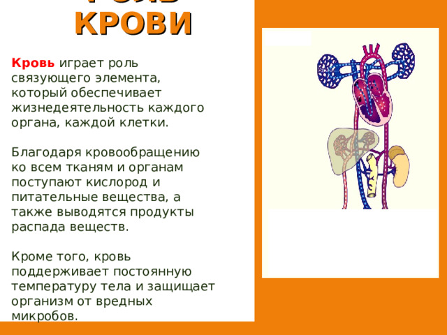 РОЛЬ КРОВИ Кровь играет роль связующего элемента, который обеспечивает жизнедеятельность каждого органа, каждой клетки. Благодаря кровообращению ко всем тканям и органам поступают кислород и питательные вещества, а также выводятся продукты распада веществ. Кроме того, кровь поддерживает постоянную температуру тела и защищает организм от вредных микробов. 