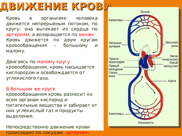 ДВИЖЕНИЕ КРОВИ   Кровь в организме человека движется непрерывным потоком, по кругу: она вытекает из сердца по артериям , а возвращается по венам . Кровь движется по двум кругам кровообращения – большому и малому. Двигаясь по малому кругу кровообращения, кровь насыщается кислородом и освобождается от углекислого газа. В  большом же круге кровообращения кровь разносит ко всем органам кислород и питательные вещества и забирает от них углекислый газ и продукты выделения. Непосредственно движение крови происходит по сосудам : артериям, капиллярам, венам. 