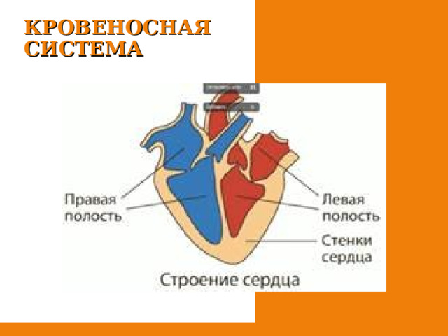 КРОВЕНОСНАЯ СИСТЕМА 