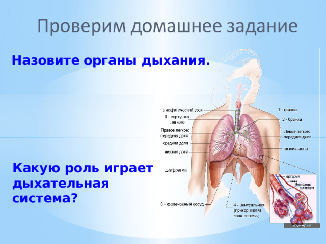 Назовите органы дыхания.  Какую роль играет дыхательная система? 