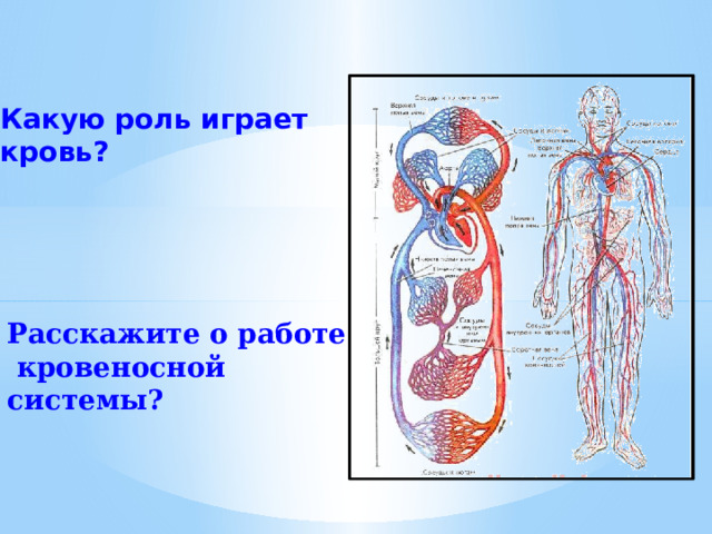Какую роль играет кровь?  Расскажите о работе кровеносной системы? 