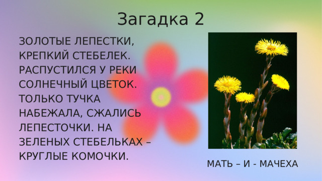 Загадка 2 ЗОЛОТЫЕ ЛЕПЕСТКИ, КРЕПКИЙ СТЕБЕЛЕК. РАСПУСТИЛСЯ У РЕКИ СОЛНЕЧНЫЙ ЦВЕТОК. ТОЛЬКО ТУЧКА НАБЕЖАЛА, СЖАЛИСЬ ЛЕПЕСТОЧКИ. НА ЗЕЛЕНЫХ СТЕБЕЛЬКАХ – КРУГЛЫЕ КОМОЧКИ. МАТЬ – И - МАЧЕХА 