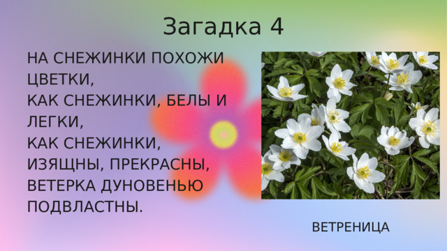 Загадка 4 НА СНЕЖИНКИ ПОХОЖИ ЦВЕТКИ, КАК СНЕЖИНКИ, БЕЛЫ И ЛЕГКИ, КАК СНЕЖИНКИ, ИЗЯЩНЫ, ПРЕКРАСНЫ, ВЕТЕРКА ДУНОВЕНЬЮ ПОДВЛАСТНЫ. ВЕТРЕНИЦА 