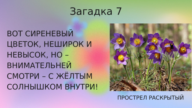 Загадка 7 ВОТ  СИРЕНЕВЫЙ ЦВЕТОК , НЕШИРОК И  НЕВЫСОК , НО – ВНИМАТЕЛЬНЕЙ СМОТРИ – С ЖЁЛТЫМ СОЛНЫШКОМ ВНУТРИ ! ПРОСТРЕЛ РАСКРЫТЫЙ 