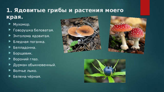 1. Ядовитые грибы и растения моего края. Мухомор. Говорушка беловатая. Энтолома ядовитая. Бледная поганка. Белладонна. Борщевик. Вороний глаз. Дурман обыкновенный. Волчье лыко. Белена чёрная. 