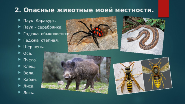 2. Опасные животные моей местности. Паук Каракурт. Паук – серебрянка. Гадюка обыкновенная. Гадюка степная. Шершень. Оса. Пчела. Клещ. Волк. Кабан. Лиса. Лось. 