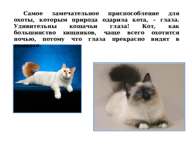  Самое замечательное приспособление для охоты, которым природа одарила кота, – глаза. Удивительны кошачьи глаза! Кот, как большинство хищников, чаще всего охотится ночью, потому что глаза прекрасно видят в темноте.  