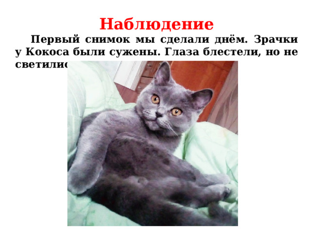 Наблюдение  Первый снимок мы сделали днём. Зрачки у Кокоса были сужены. Глаза блестели, но не светились.  