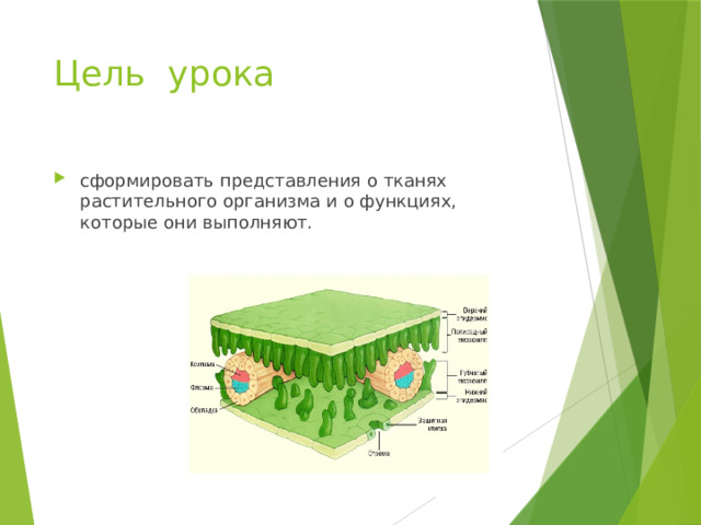 Цель урока сформировать представления о тканях растительного организма и о функциях, которые они выполняют. 