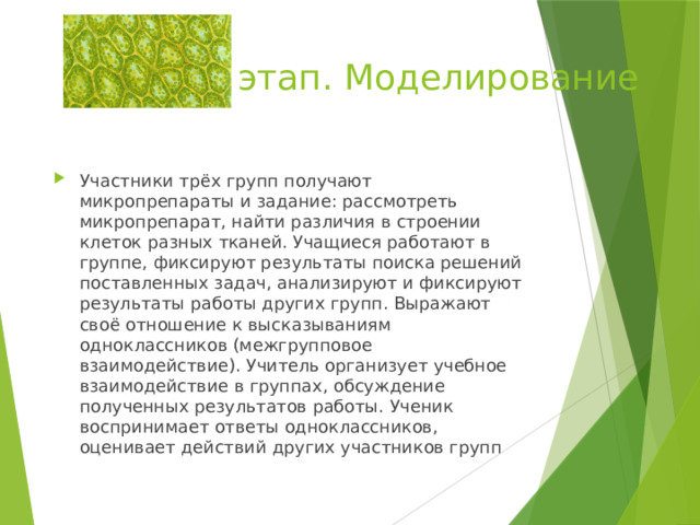 3 этап. Моделирование Участники трёх групп получают микропрепараты и задание: рассмотреть микропрепарат, найти различия в строении клеток разных тканей. Учащиеся работают в группе, фиксируют результаты поиска решений поставленных задач, анализируют и фиксируют результаты работы других групп. Выражают своё отношение к высказываниям одноклассников (межгрупповое взаимодействие). Учитель организует учебное взаимодействие в группах, обсуждение полученных результатов работы. Ученик воспринимает ответы одноклассников, оценивает действий других участников групп 