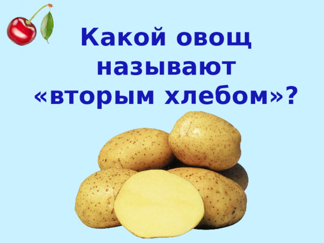 Какой овощ называют «вторым хлебом»? 