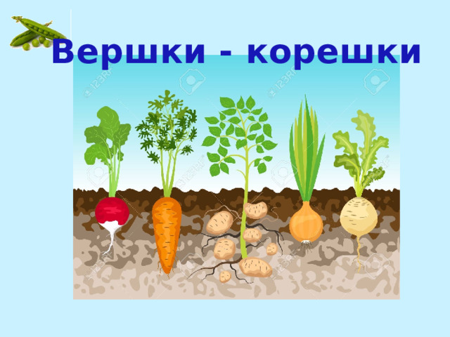 Вершки - корешки 