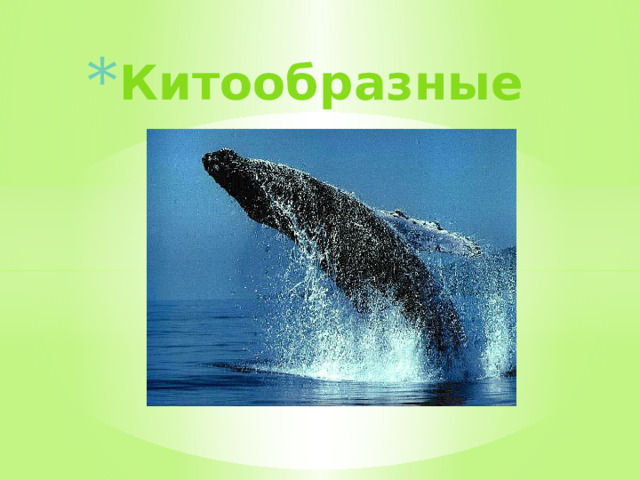 Китообразные   
