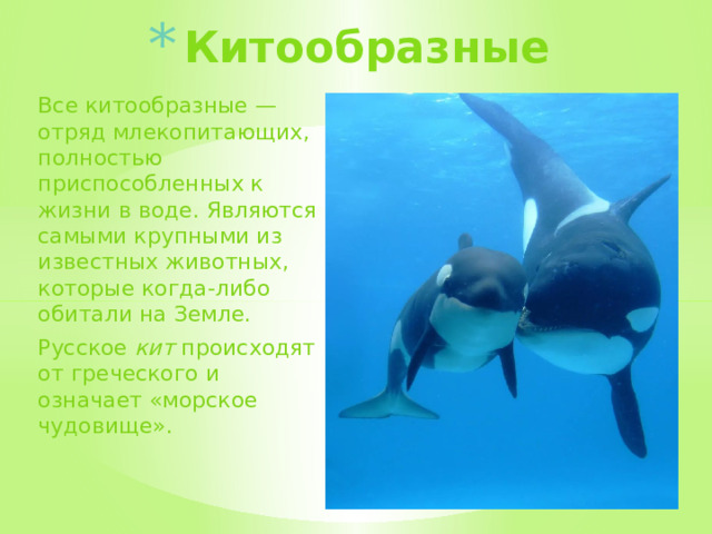 Китообразные Все китообразные — отряд млекопитающих, полностью приспособленных к жизни в воде. Являются самыми крупными из известных животных, которые когда-либо обитали на Земле. Русское  кит  происходят от греческого и означает «морское чудовище».  