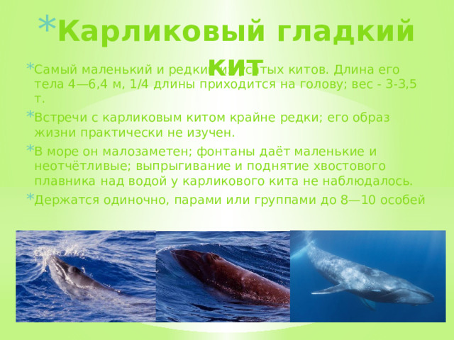 Карликовый гладкий кит Самый маленький и редкий из усатых китов. Длина его тела 4—6,4 м, 1/4 длины приходится на голову; вес - 3-3,5 т. Встречи с карликовым китом крайне редки; его образ жизни практически не изучен. В море он малозаметен; фонтаны даёт маленькие и неотчётливые; выпрыгивание и поднятие хвостового плавника над водой у карликового кита не наблюдалось.  Держатся одиночно, парами или группами до 8—10 особей  