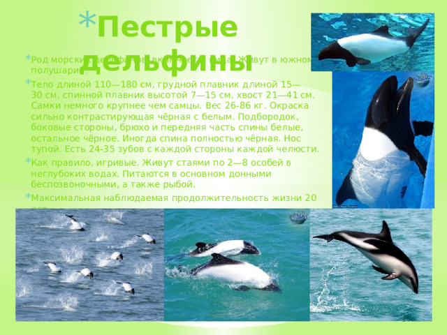 Пестрые дельфины Род морских дельфинов, включает 4 вида. Живут в южном полушарии. Тело длиной 110—180 см, грудной плавник длиной 15—30 см, спинной плавник высотой 7—15 см, хвост 21—41 см. Самки немного крупнее чем самцы. Вес 26-86 кг. Окраска сильно контрастирующая чёрная с белым. Подбородок, боковые стороны, брюхо и передняя часть спины белые, остальное чёрное. Иногда спина полностью чёрная. Нос тупой. Есть 24-35 зубов с каждой стороны каждой челюсти. Как правило, игривые. Живут стаями по 2—8 особей в неглубоких водах. Питаются в основном донными беспозвоночными, а также рыбой. Максимальная наблюдаемая продолжительность жизни 20 лет.  