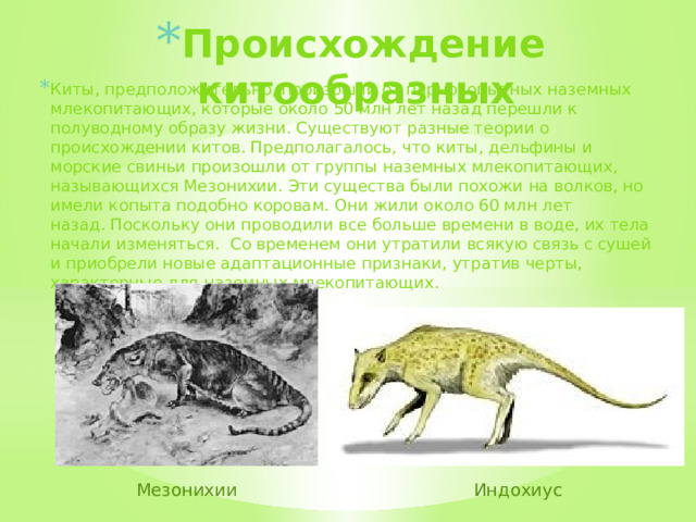 Происхождение китообразных Киты, предположительно, произошли от парнокопытных наземных млекопитающих, которые около 50 млн лет назад перешли к полуводному образу жизни. Существуют разные теории о происхождении китов. Предполагалось, что киты, дельфины и морские свиньи произошли от группы наземных млекопитающих, называющихся Мезонихии. Эти существа были похожи на волков, но имели копыта подобно коровам. Они жили около 60 млн лет назад. Поскольку они проводили все больше времени в воде, их тела начали изменяться.  Со временем они утратили всякую связь с сушей и приобрели новые адаптационные признаки, утратив черты, характерные для наземных млекопитающих. Мезонихии Индохиус  