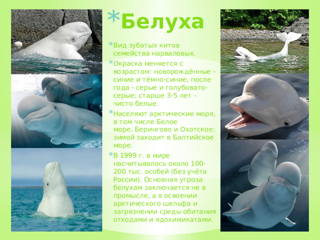 Белуха Вид зубатых китов семейства нарваловых. Окраска меняется с возрастом: новорождённые - синие и тёмно-синие, после года - серые и голубовато-серые; старше 3-5 лет - чисто белые. Населяют арктические моря, в том числе Белое море, Берингово и Охотское; зимой заходит в Балтийское море. В 1999 г. в мире насчитывалось около 100-200 тыс. особей (без учёта России). Основная угроза белухам заключается не в промысле, а в освоении арктического шельфа и загрязнении среды обитания отходами и ядохимикатами.  