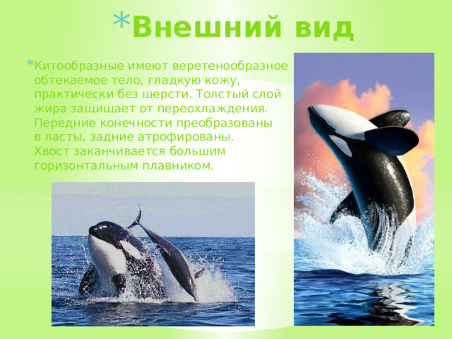Внешний вид Китообразные имеют веретенообразное обтекаемое тело, гладкую кожу, практически без шерсти. Толстый слой жира защищает от переохлаждения. Передние конечности преобразованы в ласты, задние атрофированы. Хвост заканчивается большим горизонтальным плавником.  