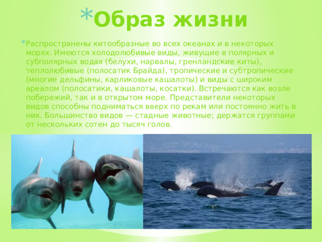 Образ жизни Распространены китообразные во всех океанах и в некоторых морях. Имеются холодолюбивые виды, живущие в полярных и субполярных водах (белухи, нарвалы, гренландские киты), теплолюбивые (полосатик Брайда), тропические и субтропические (многие дельфины, карликовые кашалоты) и виды с широким ареалом (полосатики, кашалоты, косатки). Встречаются как возле побережий, так и в открытом море. Представители некоторых видов способны подниматься вверх по рекам или постоянно жить в них. Большинство видов — стадные животные; держатся группами от нескольких сотен до тысяч голов.  