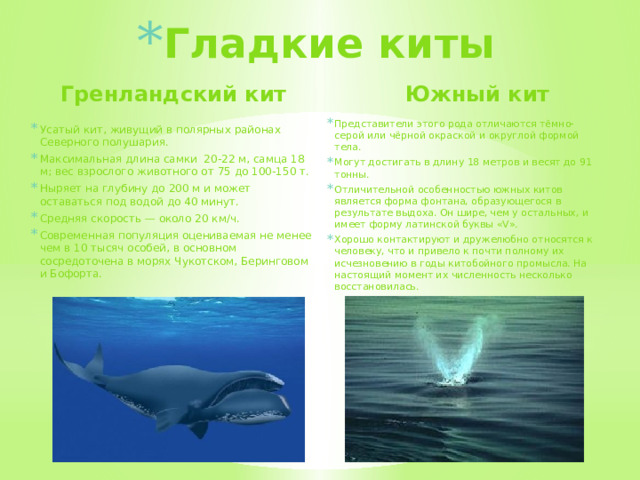 Гладкие киты Гренландский кит Южный кит Представители этого рода отличаются тёмно-серой или чёрной окраской и округлой формой тела. Могут достигать в длину 18 метров и весят до 91 тонны.  Отличительной особенностью южных китов является форма фонтана, образующегося в результате выдоха. Он шире, чем у остальных, и имеет форму латинской буквы «V».  Хорошо контактируют и дружелюбно относятся к человеку, что и привело к почти полному их исчезновению в годы китобойного промысла. На настоящий момент их численность несколько восстановилась. Усатый кит, живущий в полярных районах Северного полушария. Максимальная длина самки 20-22 м, самца 18 м; вес взрослого животного от 75 до 100-150 т. Ныряет на глубину до 200 м и может оставаться под водой до 40 минут. Средняя скорость — около 20 км/ч. Современная популяция оцениваемая не менее чем в 10 тысяч особей, в основном сосредоточена в морях Чукотском, Беринговом и Бофорта.  