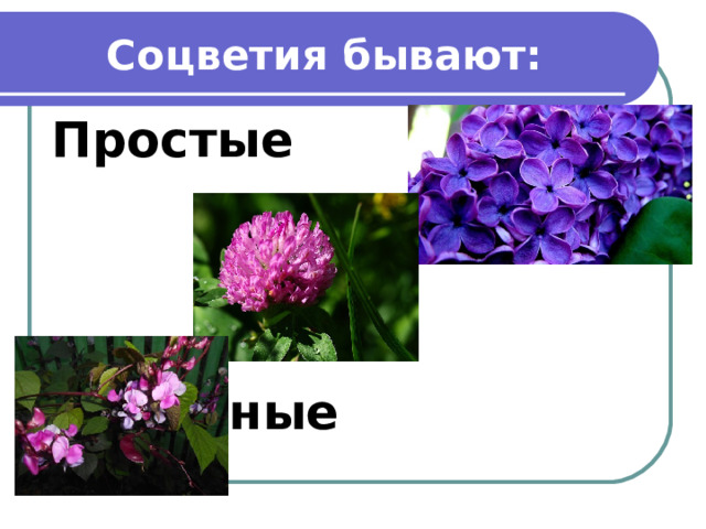 Соцветия бывают: Простые   Сложные 