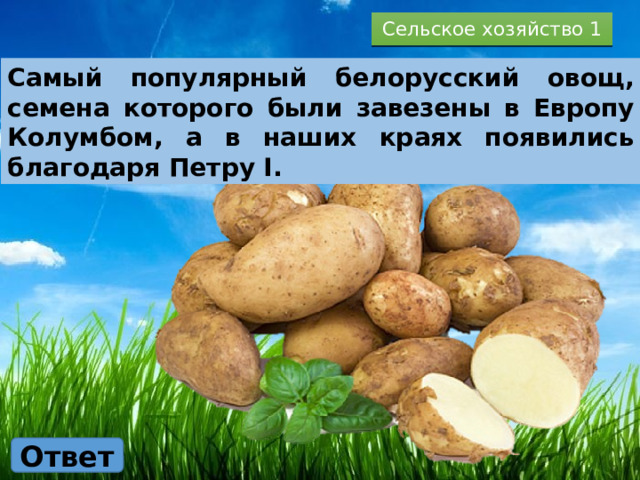 Сельское хозяйство 1 Самый популярный белорусский овощ, семена которого были завезены в Европу Колумбом, а в наших краях появились благодаря Петру I. Ответ 