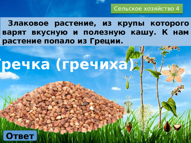 Сельское хозяйство 4  Злаковое растение, из крупы которого варят вкусную и полезную кашу. К нам растение попало из Греции. Гречка (гречиха) Ответ 