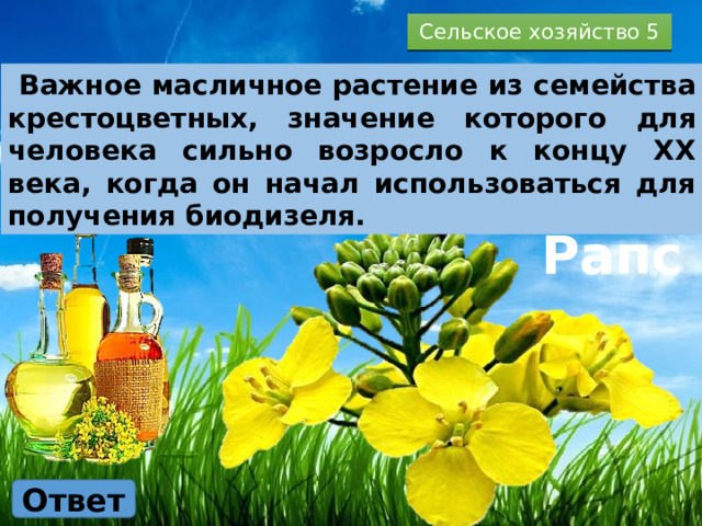 Сельское хозяйство 5  Важное масличное растение из семейства крестоцветных, значение которого для человека сильно возросло к концу XX века, когда он начал использоваться для получения биодизеля. Рапс Ответ 