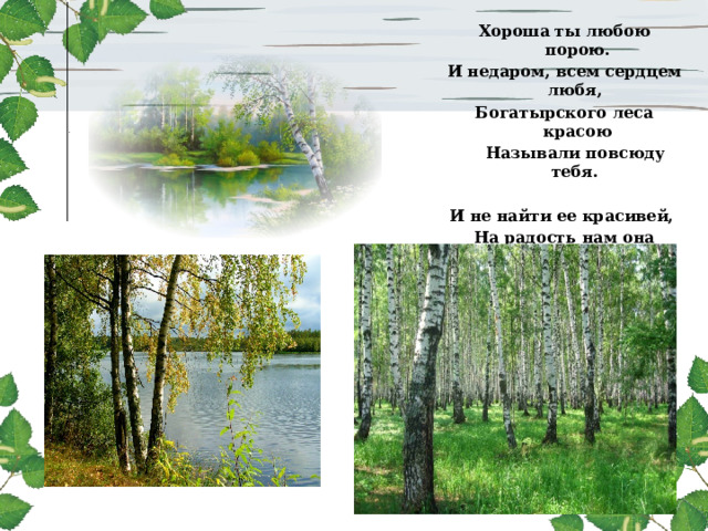 Хороша ты любою порою. И недаром, всем сердцем любя, Богатырского леса красою  Называли повсюду тебя.   И не найти ее красивей, На радость нам она цветет. В ней образ матери России Неувядаемой живет .   