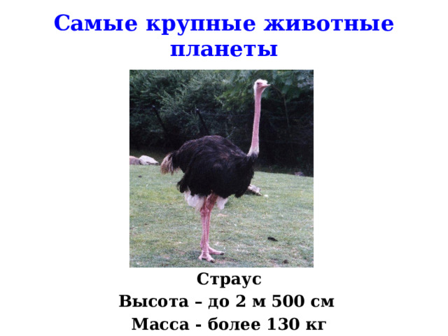 Самые крупные животные планеты Страус Высота – до 2 м 500 см Масса - более 130 кг  