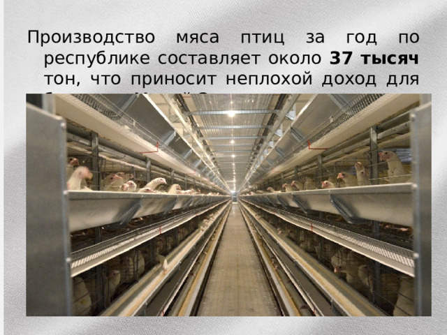 Производство мяса птиц за год по республике составляет около 37 тысяч тон, что приносит неплохой доход для бюджета Марий Эл. 