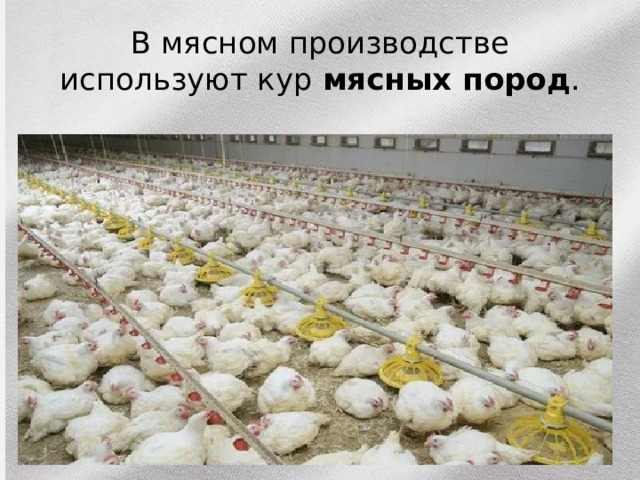 В мясном производстве используют кур мясных пород . 