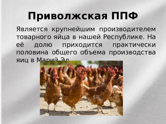 Приволжская ППФ  Является крупнейшим производителем товарного яйца в нашей Республике. На её долю приходится практически половина общего объема производства яиц в Марий Эл. 