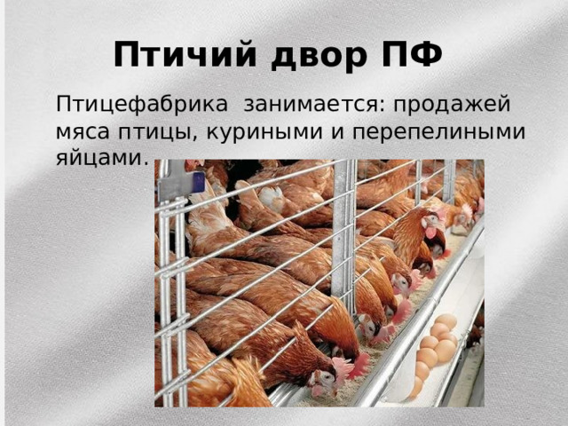 Птичий двор ПФ  Птицефабрика занимается: продажей мяса птицы, куриными и перепелиными яйцами. 