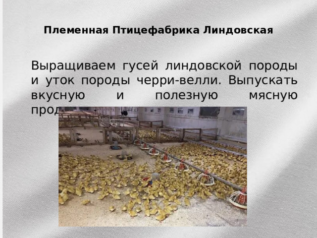  Племенная Птицефабрика Линдовская    Выращиваем гусей линдовской породы и уток породы черри-велли. Выпускать вкусную и полезную мясную продукцию. 